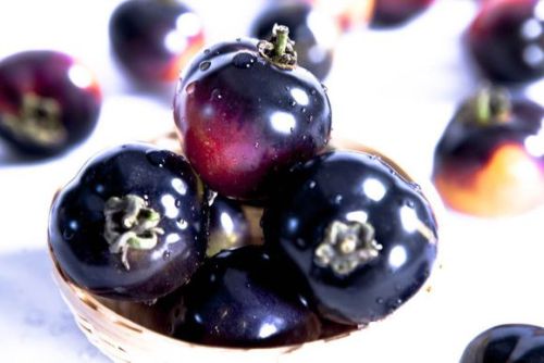 Giant Tomato Black Red Organic Fruit Seeds