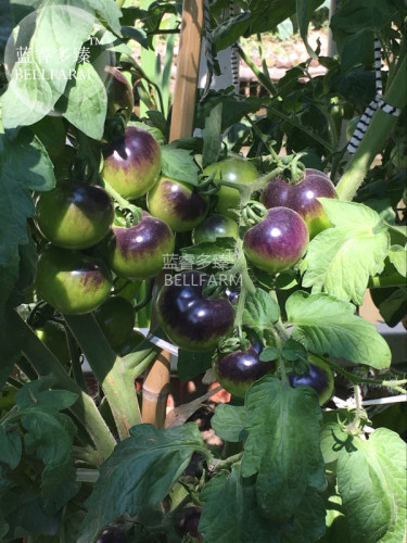 Tomato 'Indigo Rose' Organic Fruit Seeds