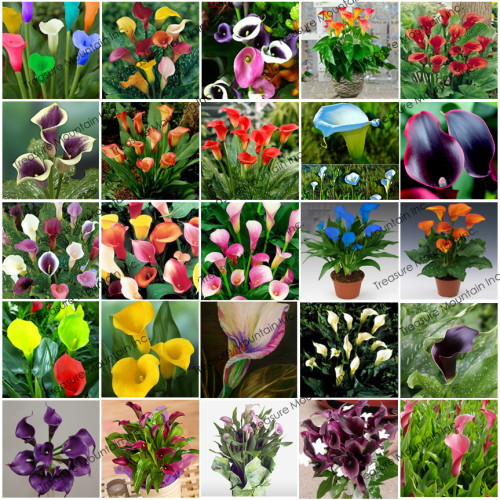 Rare Heirloom Bonsai Different Types of Calla Lily Flower Seeds