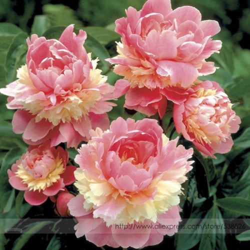 Rare Heirloom Sorbet Robust Colorful Double Blooms Peony Tree Seeds