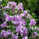 Mandevilla seeds potted balcony DIY home garden planting flowers Beautiful Flower