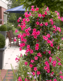 Mandevilla seeds potted balcony DIY home garden planting flowers Beautiful Flower