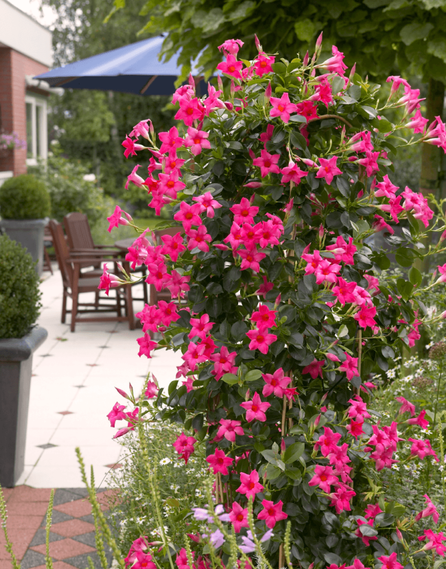 Mandevilla seeds potted balcony DIY home garden planting flowers Beautiful Flower