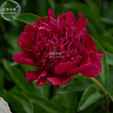 Peony Deep Red Petals Long Hairy Centre Flower Seeds 2-layer outer petals big blooms