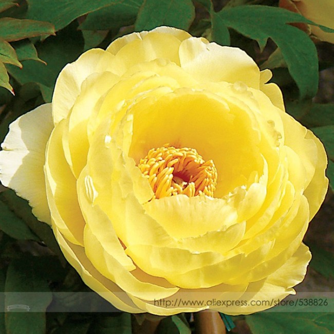 Heirloom High Noon Yellow Tree Peony Flower Seeds