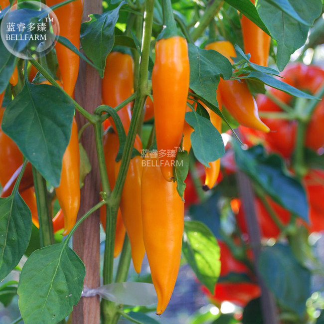 Chilli Bulgarian Carrot Hot Pepper Seeds