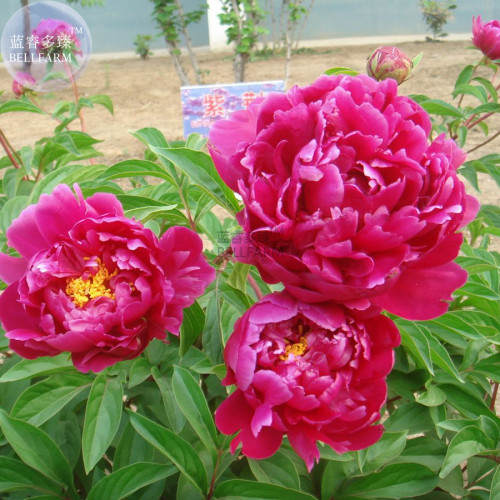 Peony Dark Purple Big Blooms Flower Seeds flower diameter 50cm home garden plants BD182H