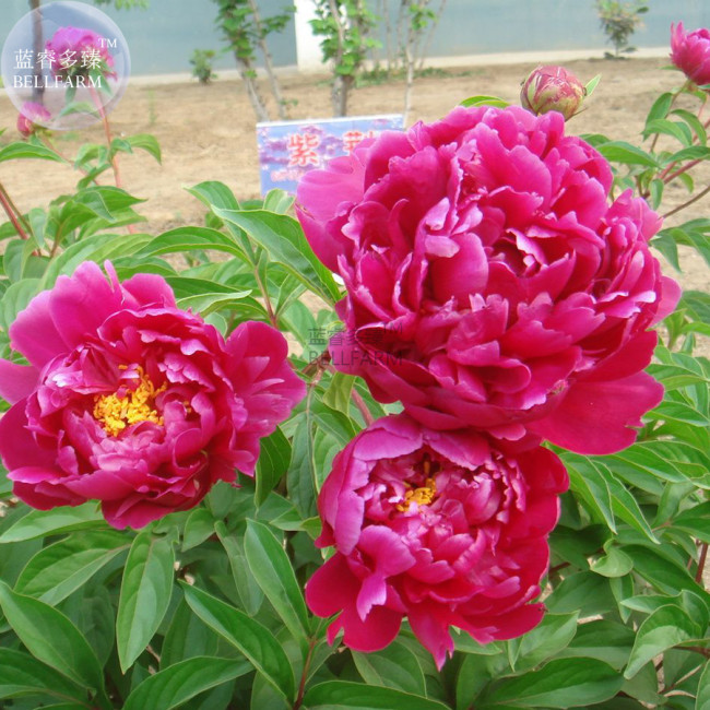 Peony Dark Purple Big Blooms Flower Seeds flower diameter 50cm home garden plants BD182H