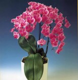 24 Types Perennial Phalaenopsis Orchid Flower Seeds for your choose