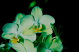 24 Types Perennial Phalaenopsis Orchid Flower Seeds for your choose