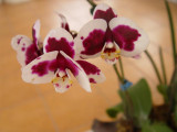 24 Types Perennial Phalaenopsis Orchid Flower Seeds for your choose