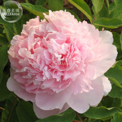 Peony Mr.zhao Pink Big Blooms Flower Seeds hydrangea-typed home garden flowers