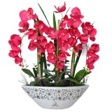 24 Types Perennial Phalaenopsis Orchid Flower Seeds for your choose