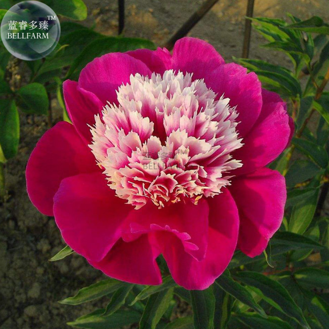 Peony Dark Red 2-layer Petals Pink Ball Flower Seeds big blooms home garden supply BD159H