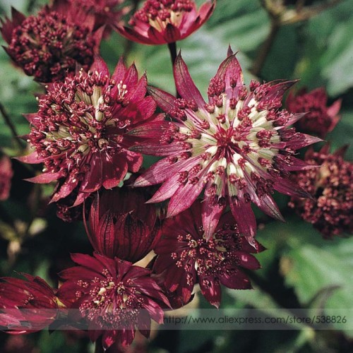 Astrantia Major-hybrida 'Ruby Cloud' Hattie's Pincushion Flower Seeds