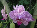 24 Types Perennial Phalaenopsis Orchid Flower Seeds for your choose