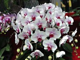 24 Types Perennial Phalaenopsis Orchid Flower Seeds for your choose