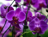 24 Types Perennial Phalaenopsis Orchid Flower Seeds for your choose