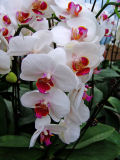 24 Types Perennial Phalaenopsis Orchid Flower Seeds for your choose