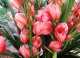 24 Types Perennial Phalaenopsis Orchid Flower Seeds for your choose
