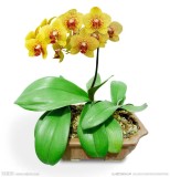 24 Types Perennial Phalaenopsis Orchid Flower Seeds for your choose