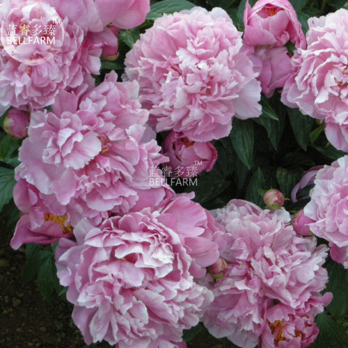 Light Purplish Pink Peony Flower Seeds