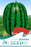 Deep Green Streak Ellipse Red Big Watermelon Seeds