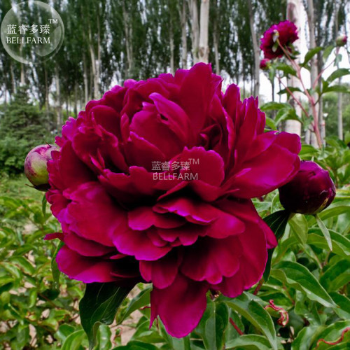 Peony Dark Deep Red Multi-petalled Flower Seeds  big blooms perennial paeonia lactiflora