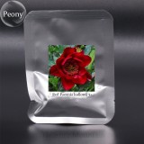 Paeonia Ludlowii Rare Heirloom Yellow Red Pink White / F1 Peony Shrub Flower Seeds Al Pack, 5 Seeds
