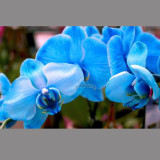 24 Types Perennial Phalaenopsis Orchid Flower Seeds for your choose
