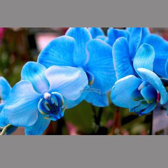 24 Types Perennial Phalaenopsis Orchid Flower Seeds for your choose