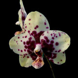 24 Types Perennial Phalaenopsis Orchid Flower Seeds for your choose