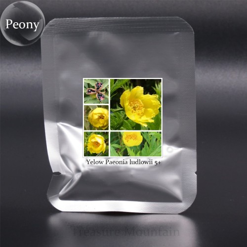 Paeonia Ludlowii Rare Heirloom Yellow Red Pink White / F1 Peony Shrub Flower Seeds Al Pack, 5 Seeds