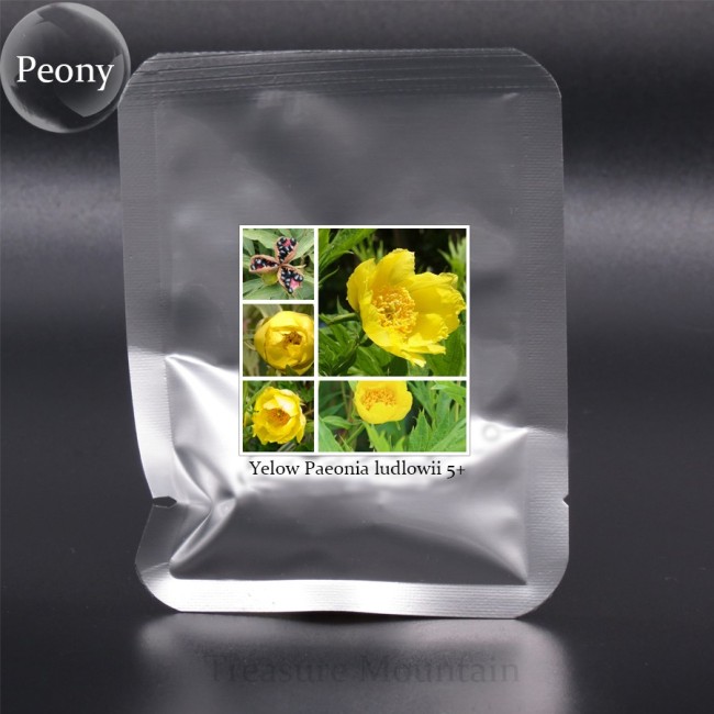 Paeonia Ludlowii Rare Heirloom Yellow Red Pink White / F1 Peony Shrub Flower Seeds Al Pack, 5 Seeds