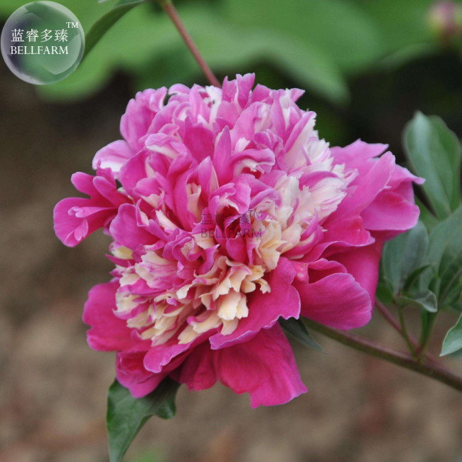 Peony Short Purple Petals Big Ball Centre Flower Seeds home garden strong fragrant flowers
