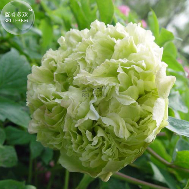 Light Green Peony Tree Flower Seeds ball type big blooms garden plants BD153H
