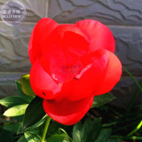 Peony Fresh Red Big Blooms Flower Seeds 3-layer bonsai home garden perennial flowers