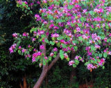 Mandevilla seeds potted balcony DIY home garden planting flowers Beautiful Flower