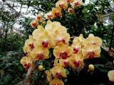 24 Types Perennial Phalaenopsis Orchid Flower Seeds for your choose