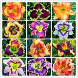 Hybrid Taglilie Blumen Samen Hemerocallis Lily Seeds for Indoor Bonsai Home Garden Supply