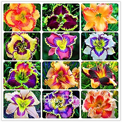 Hybrid Taglilie Blumen Samen Hemerocallis Lily Seeds for Indoor Bonsai Home Garden Supply