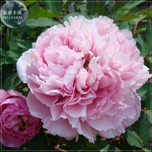 Peony Light Pink Big Flowering Flower Seeds big blooms home garden plants smell flowers