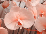 24 Types Perennial Phalaenopsis Orchid Flower Seeds for your choose
