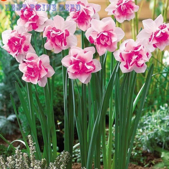 Purple Daffodils Aquatic Plants Double Petals Flower Seeds