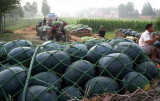 Giant Black Skin Red Inside Ellipse Watermelon Seeds