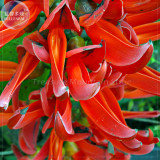 Rare Mucuna Benettii Red Jade Vine Seeds, beautiful woody climbing perennial flowers