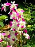 24 Types Perennial Phalaenopsis Orchid Flower Seeds for your choose