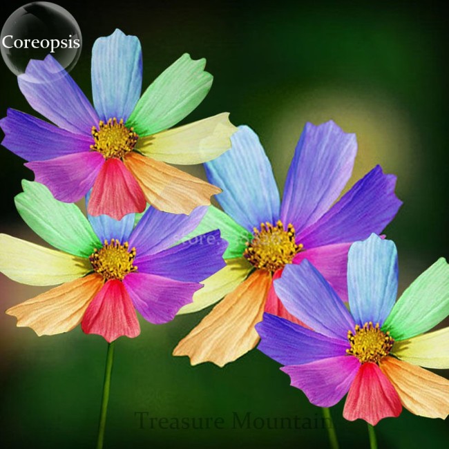 Amazing Rainbow Coreopsis Cosmos Seeds, rare cosmos chrysanthemum home garden flowers