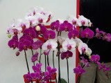 24 Types Perennial Phalaenopsis Orchid Flower Seeds for your choose