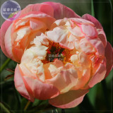 Peony Peach-red Golden Perennial Tree Flower Seeds  double petals big blooms home garden
